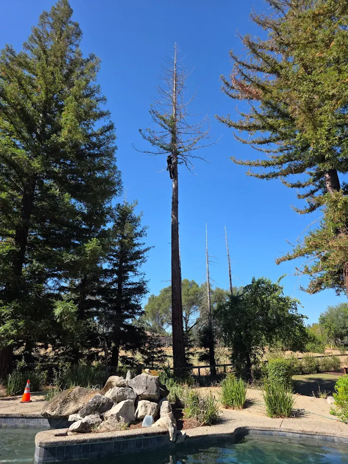 Commercial tree care crew serving Antelope, CA businesses Commercial tree care crew serving Antelope, CA businesses