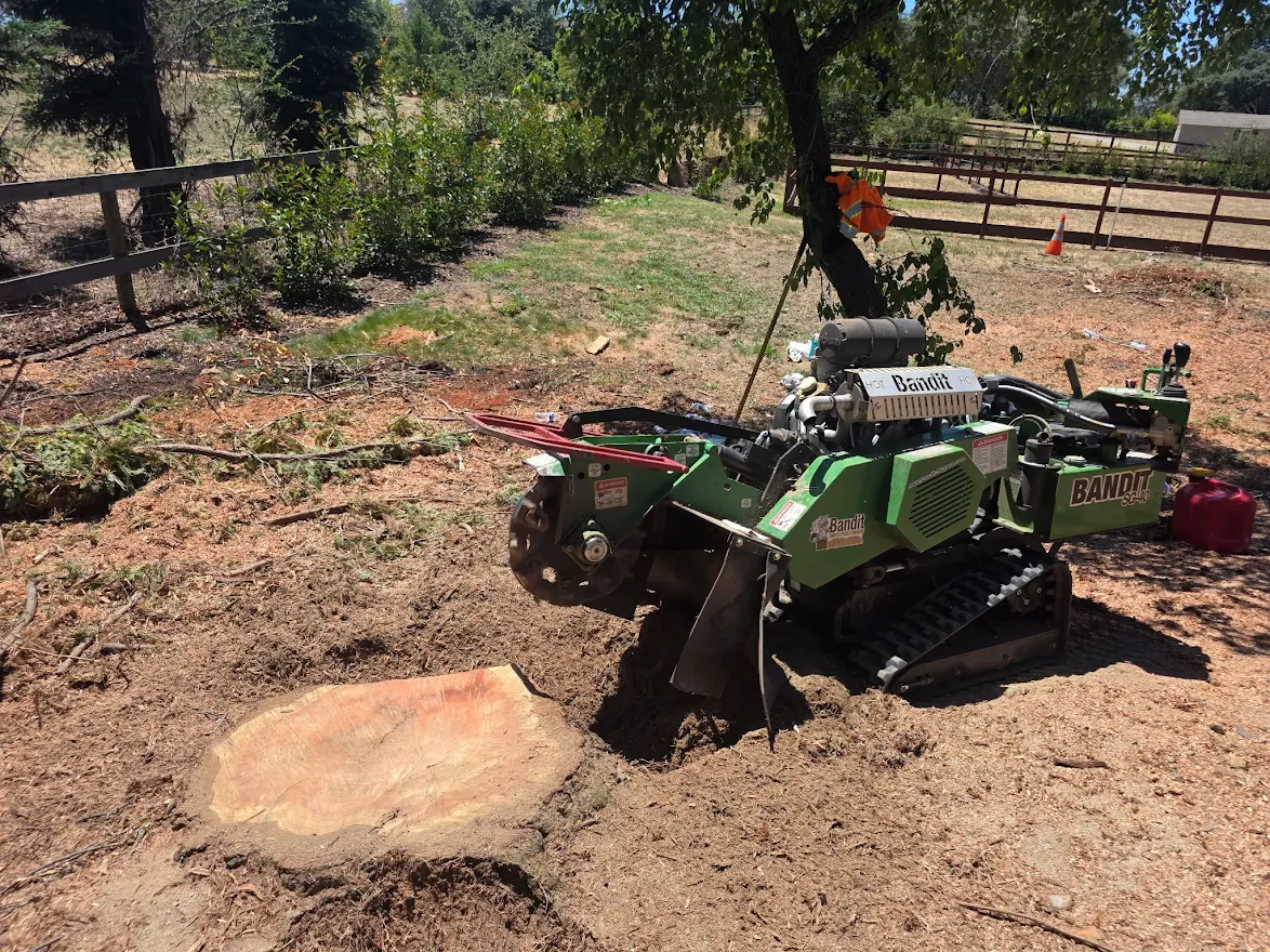 Commercial tree service crew working in Antelope, CA Commercial tree service crew working in Antelope, CA
