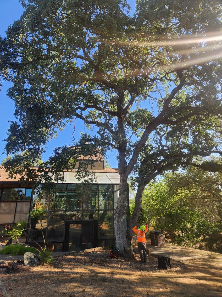 Forestry mulching equipment clearing fuel loads Antelope, CA Forestry mulching equipment clearing fuel loads Antelope, CA