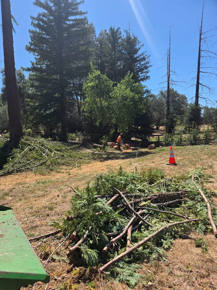Forestry mulching crew reducing brush in Antelope, CA Forestry mulching crew reducing brush in Antelope, CA