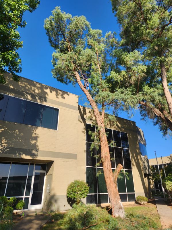 Land clearing for property improvement in Antelope, CA Land clearing for property improvement in Antelope, CA