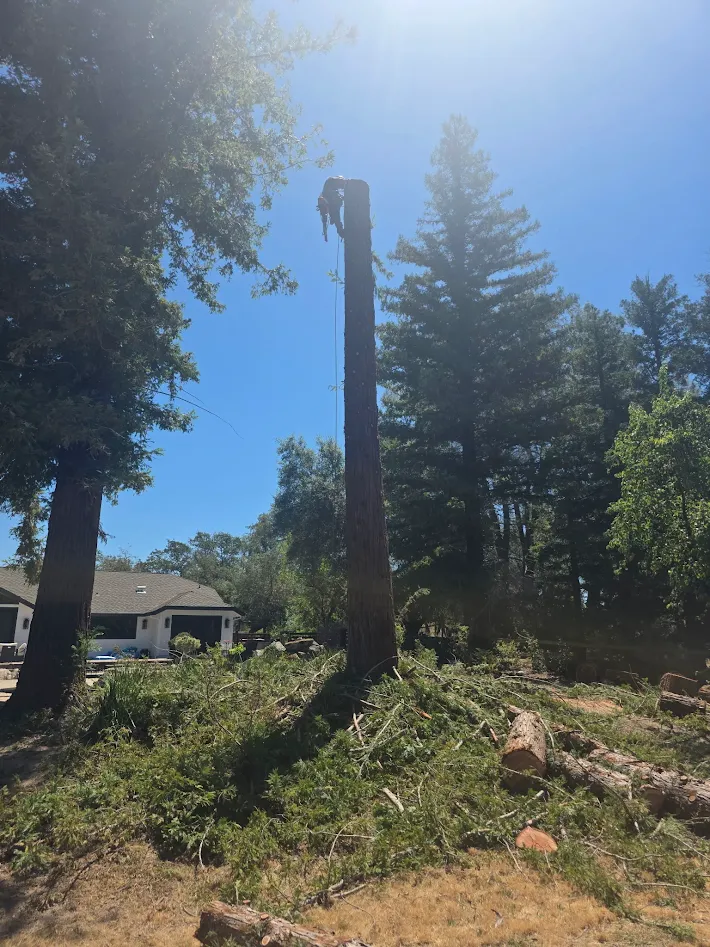 Land clearing crew preparing a lot in Antelope, CA Land clearing crew preparing a lot in Antelope, CA