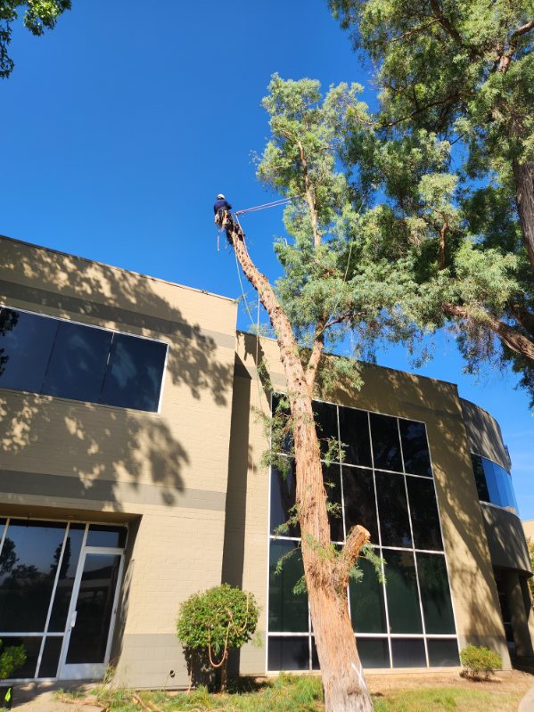 Roadside tree maintenance along Sacramento area corridors Roadside tree maintenance along Sacramento area corridors