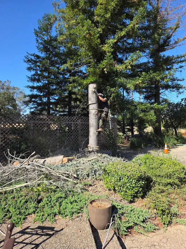 Completed tree care project by Sky Crew in Antelope, CA Completed tree care project by Sky Crew in Antelope, CA
