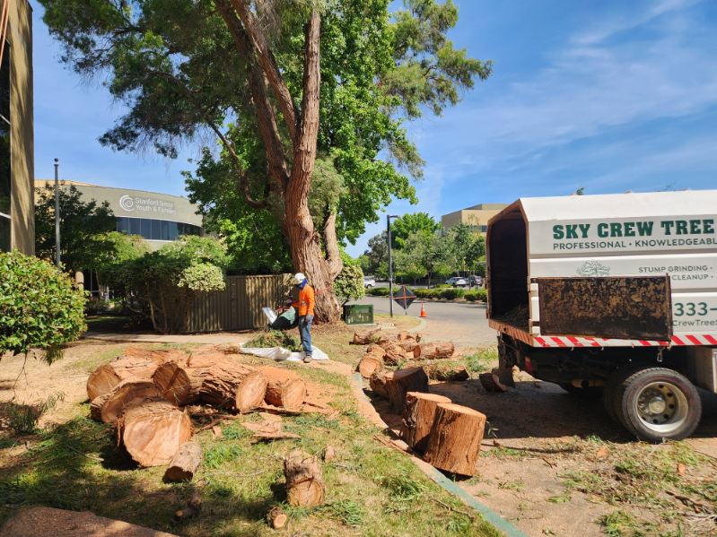 Precision tree pruning for residential property Antelope, CA Precision tree pruning for residential property Antelope, CA