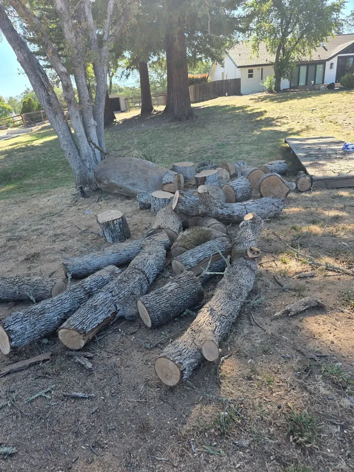 Tree pruning crew shaping canopy in Antelope, CA Tree pruning crew shaping canopy in Antelope, CA