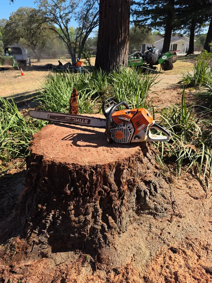 Professional tree removal project in Antelope, CA Professional tree removal project in Antelope, CA