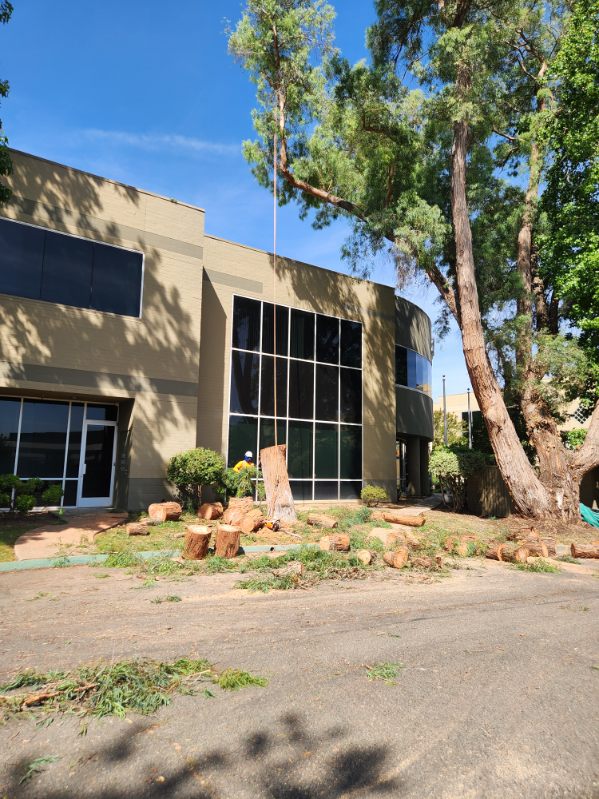 Sky Crew Tree Service job site in Antelope, CA Sky Crew Tree Service job site in Antelope, CA