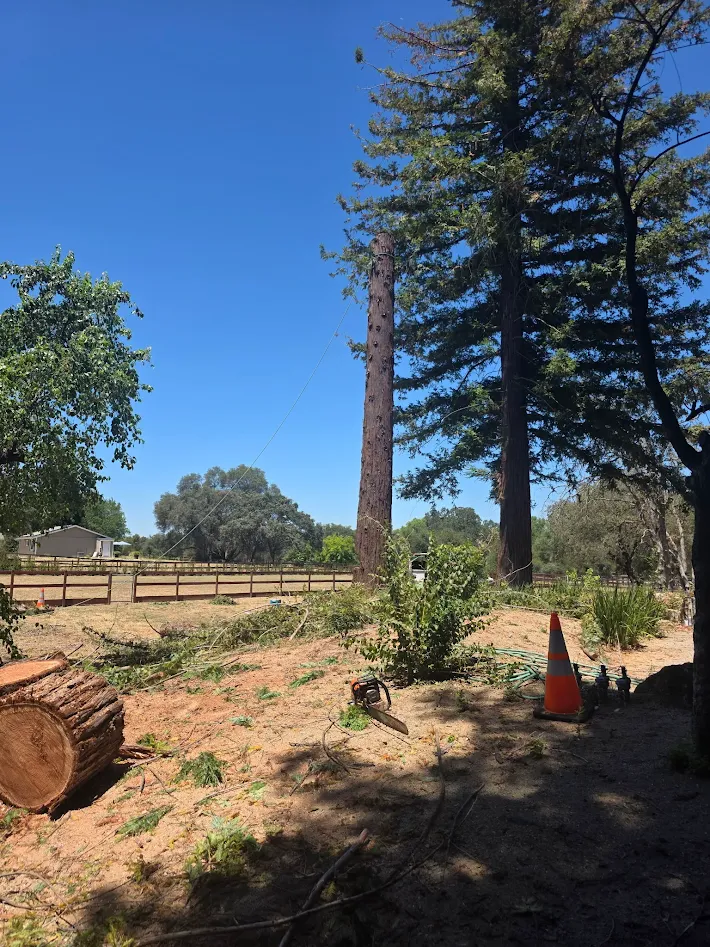 Wildfire property protection clearing near Antelope, CA Wildfire property protection clearing near Antelope, CA